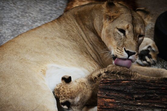 Lion cubs at Yekaterinburg Zoo