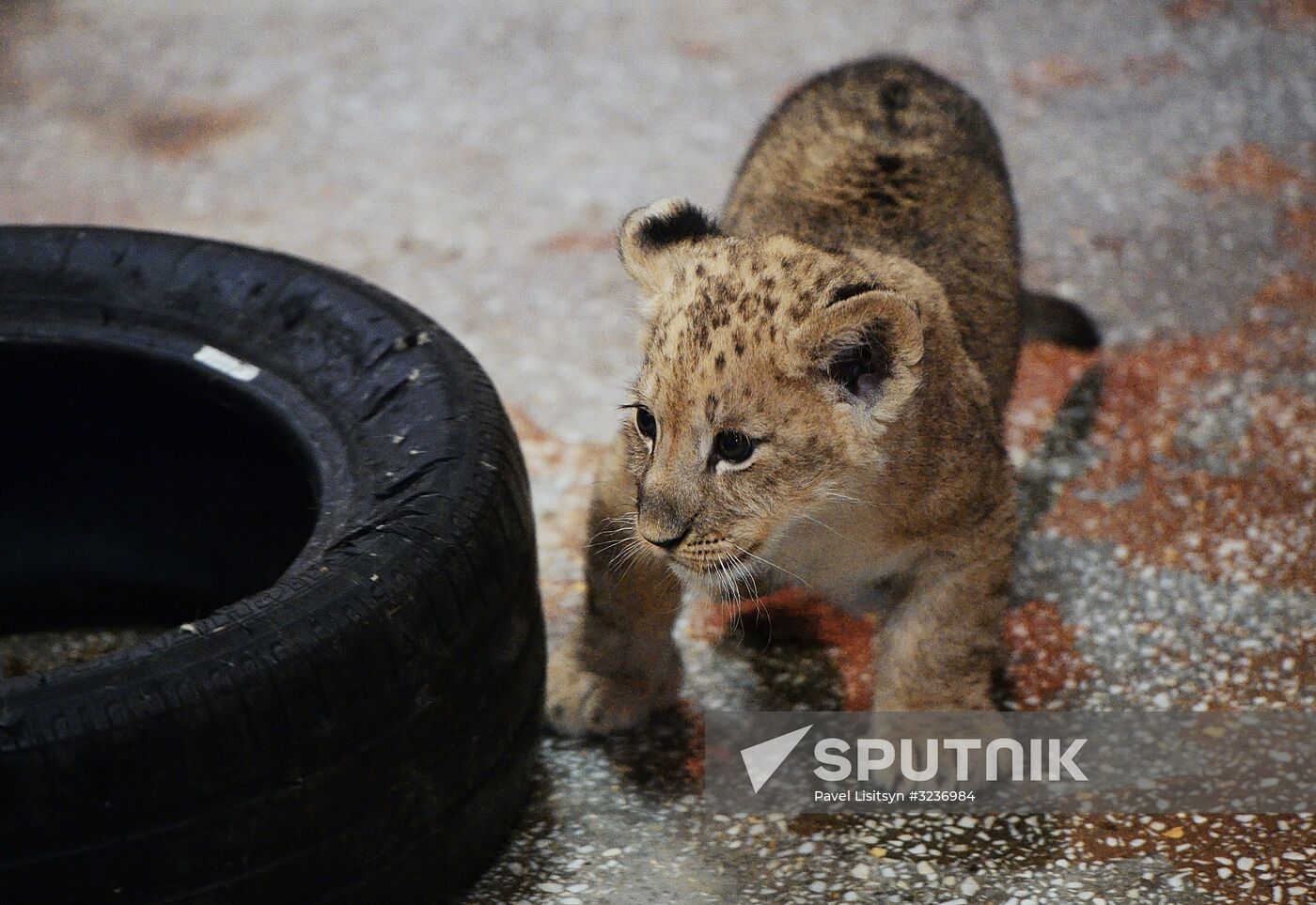 Lion cubs at Yekaterinburg Zoo