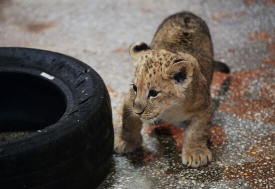Lion cubs at Yekaterinburg Zoo