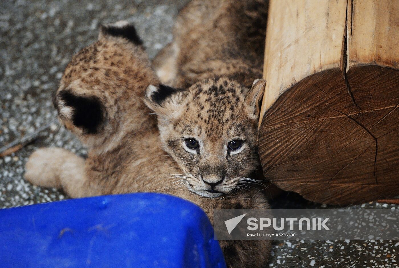 Lion cubs at Yekaterinburg Zoo