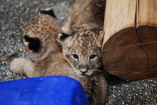 Lion cubs at Yekaterinburg Zoo