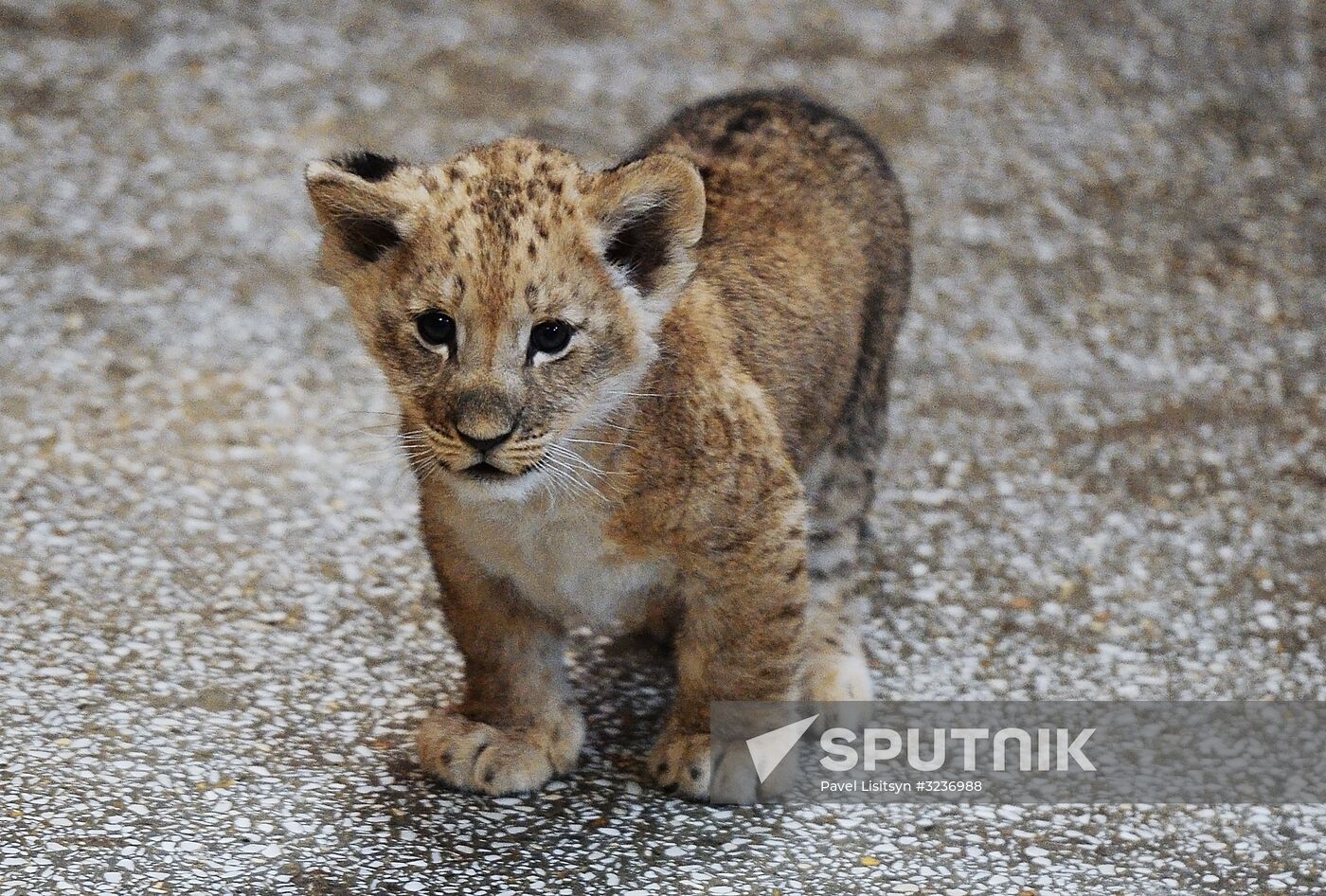 Lion cubs at Yekaterinburg Zoo