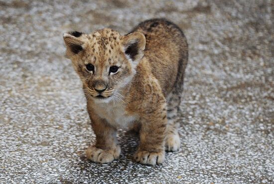 Lion cubs at Yekaterinburg Zoo