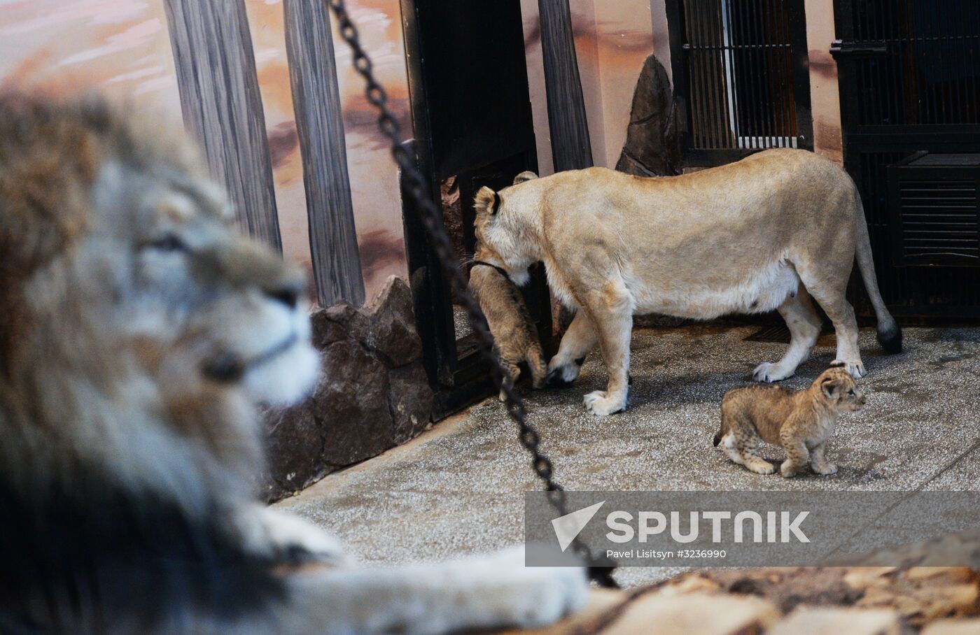 Lion cubs at Yekaterinburg Zoo