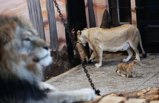 Lion cubs at Yekaterinburg Zoo