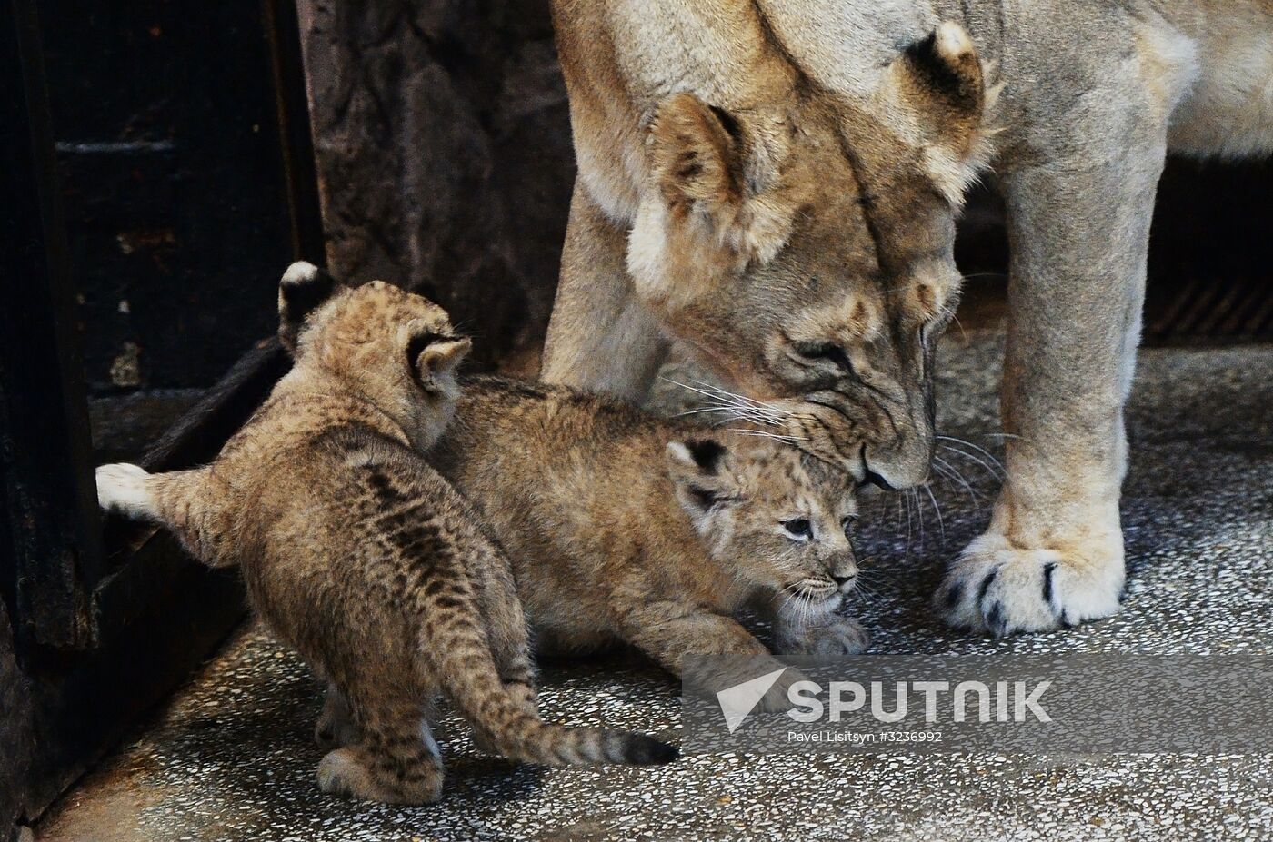 Lion cubs at Yekaterinburg Zoo