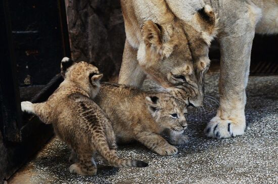 Lion cubs at Yekaterinburg Zoo