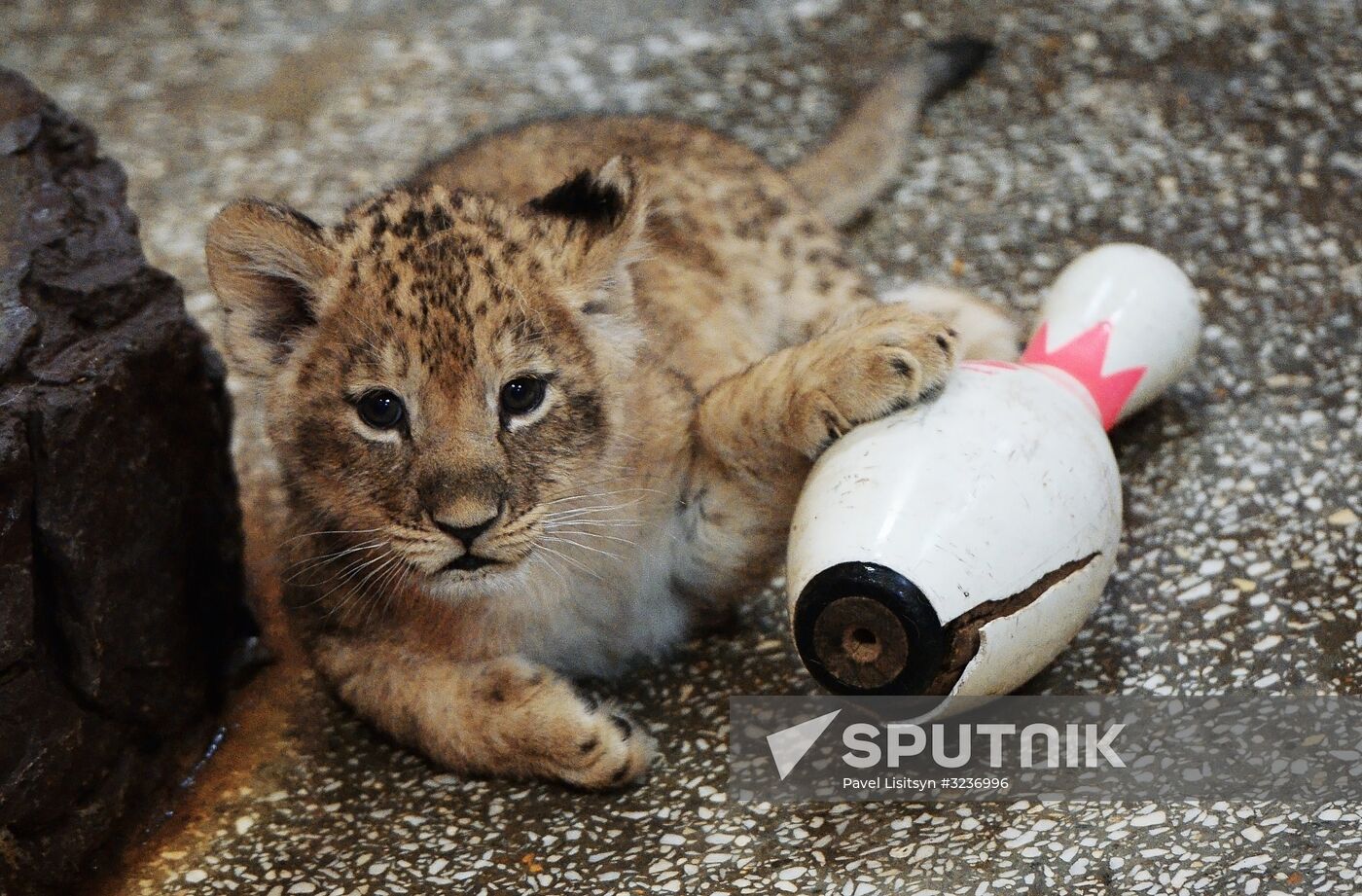 Lion cubs at Yekaterinburg Zoo
