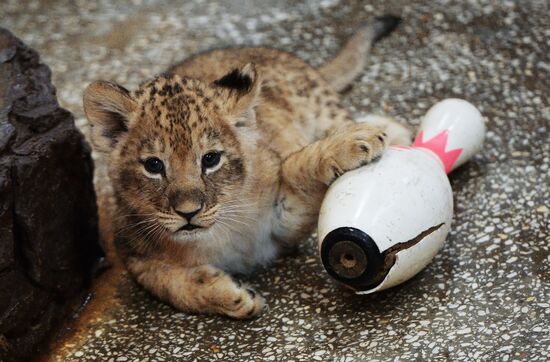 Lion cubs at Yekaterinburg Zoo