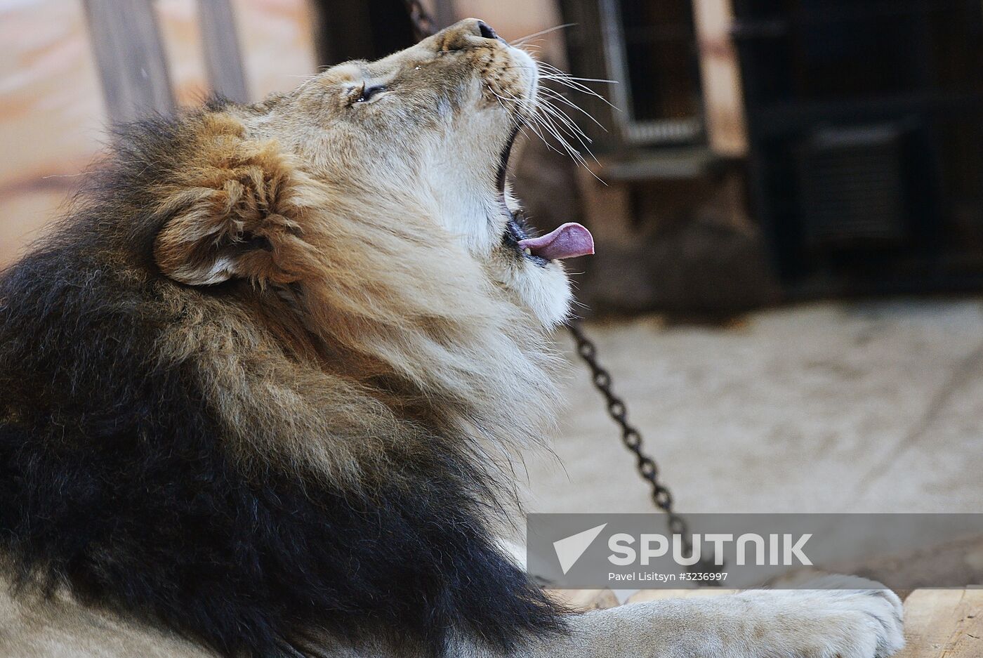Lion cubs at Yekaterinburg Zoo