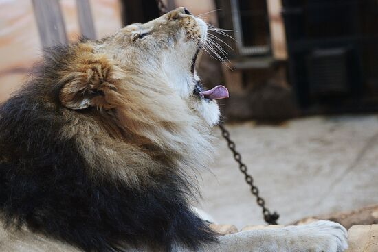 Lion cubs at Yekaterinburg Zoo