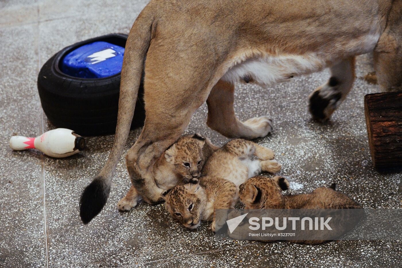 Lion cubs at Yekaterinburg Zoo