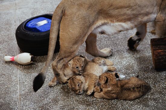 Lion cubs at Yekaterinburg Zoo