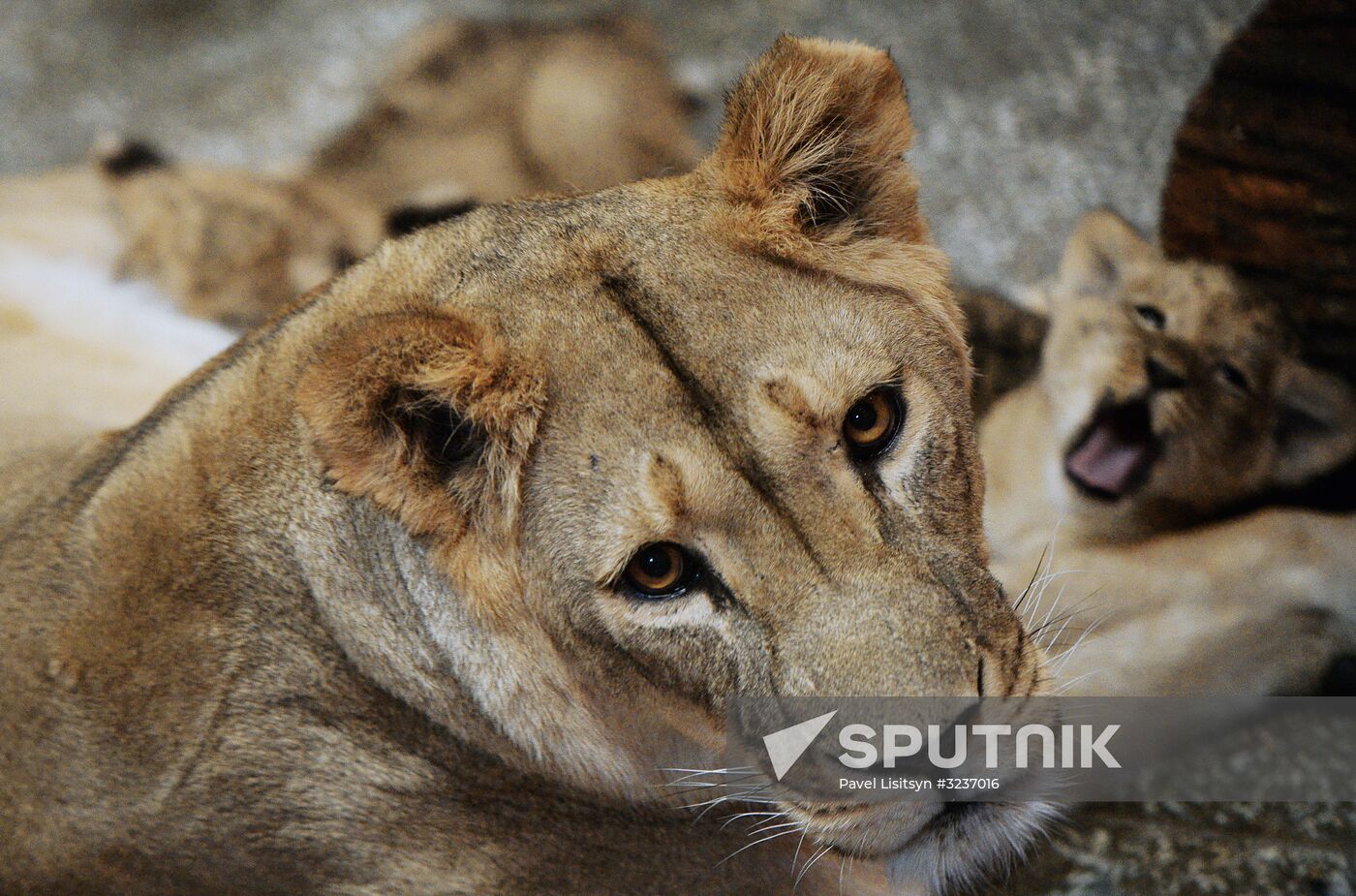 Lion cubs at Yekaterinburg Zoo
