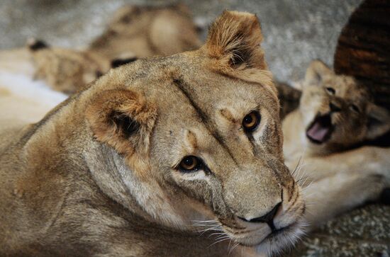 Lion cubs at Yekaterinburg Zoo