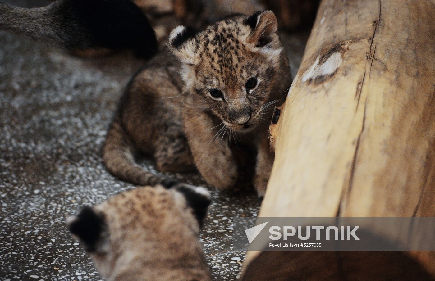 Lion cubs at Yekaterinburg Zoo