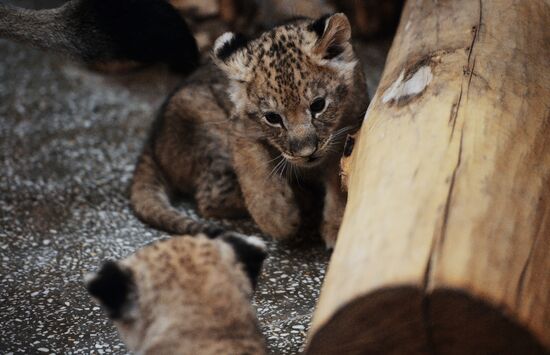 Lion cubs at Yekaterinburg Zoo