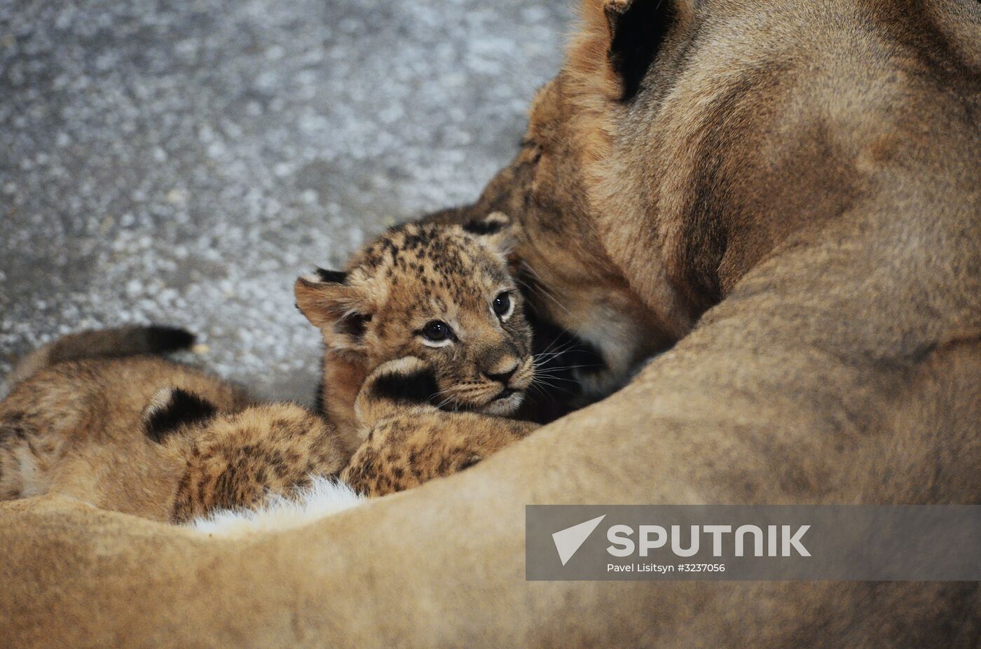 Lion cubs at Yekaterinburg Zoo