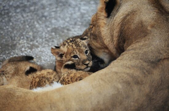 Lion cubs at Yekaterinburg Zoo