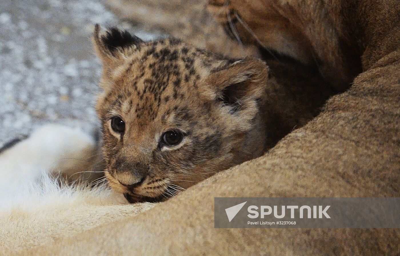 Lion cubs at Yekaterinburg Zoo