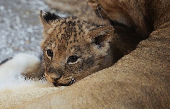 Lion cubs at Yekaterinburg Zoo