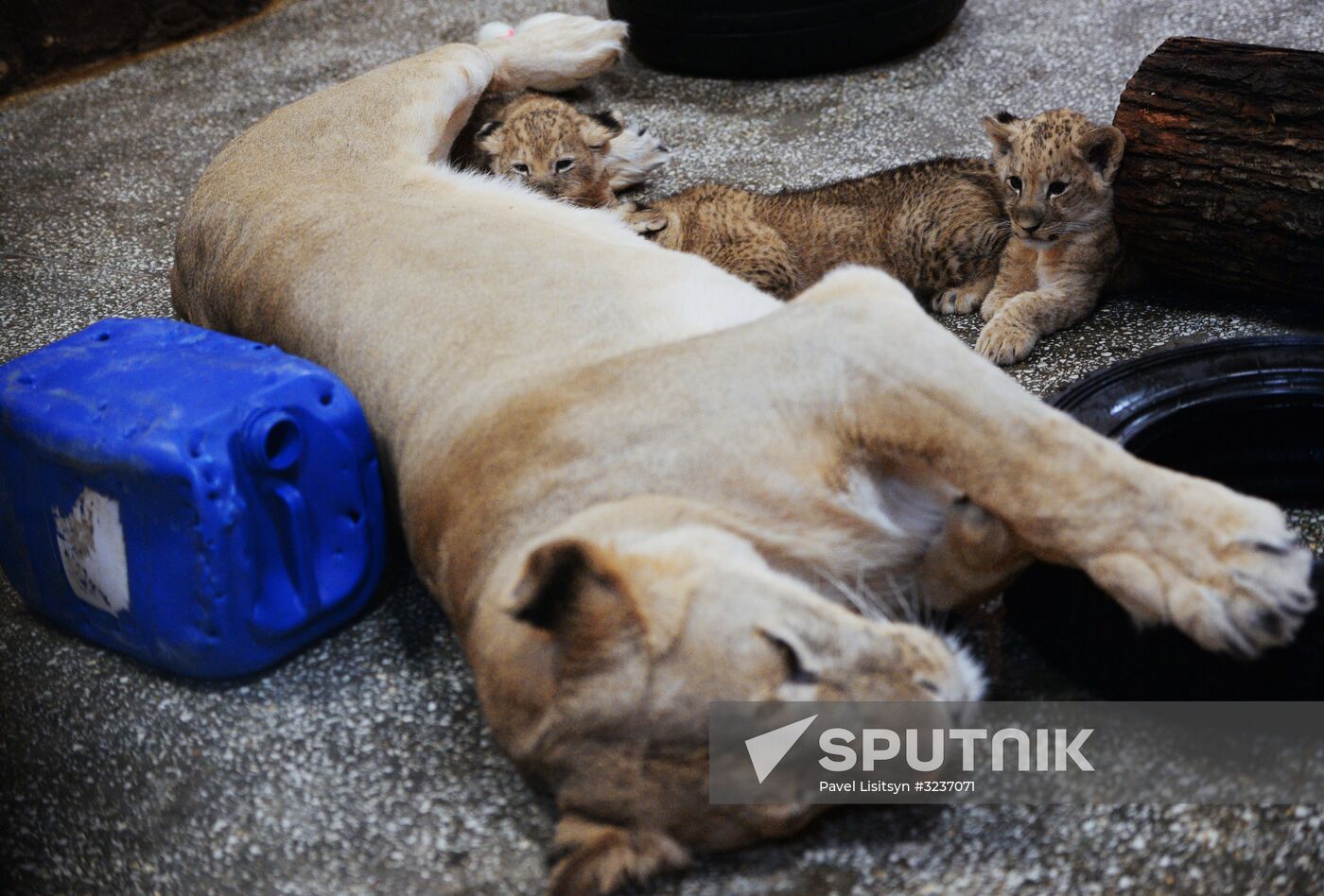 Lion cubs at Yekaterinburg Zoo
