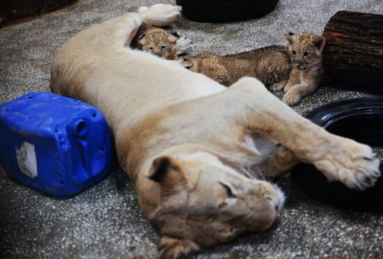 Lion cubs at Yekaterinburg Zoo