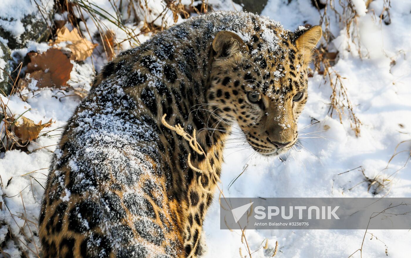 Far Eastern female leopard Rona at Primorye safari park