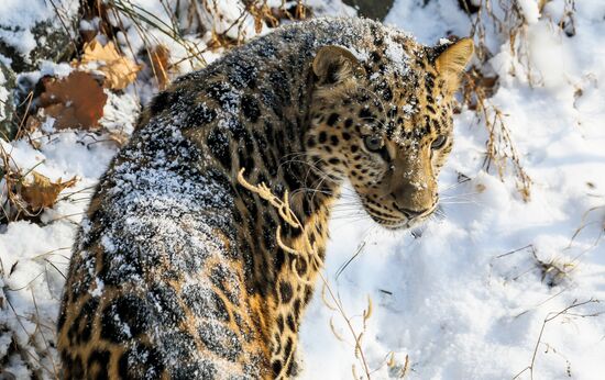 Far Eastern female leopard Rona at Primorye safari park