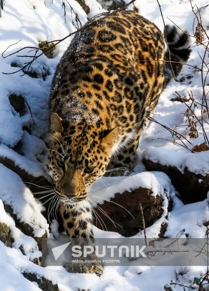 Far Eastern female leopard Rona at Primorye safari park