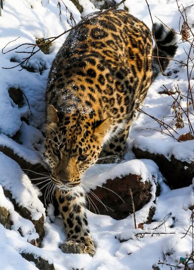 Far Eastern female leopard Rona at Primorye safari park