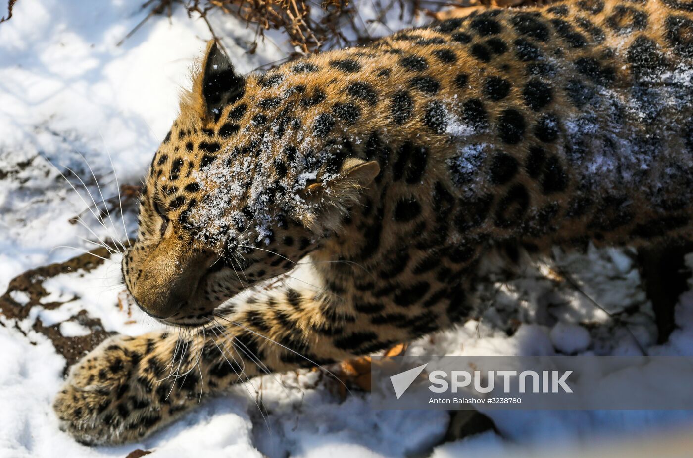 Far Eastern female leopard Rona at Primorye safari park