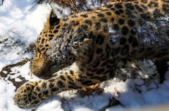 Far Eastern female leopard Rona at Primorye safari park