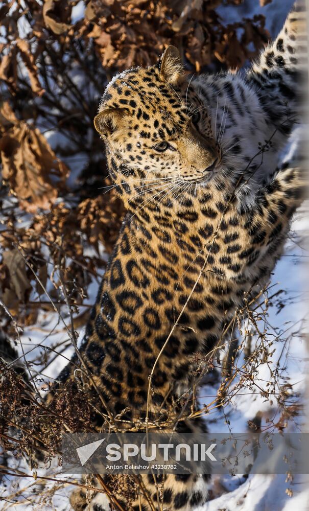 Far Eastern female leopard Rona at Primorye safari park