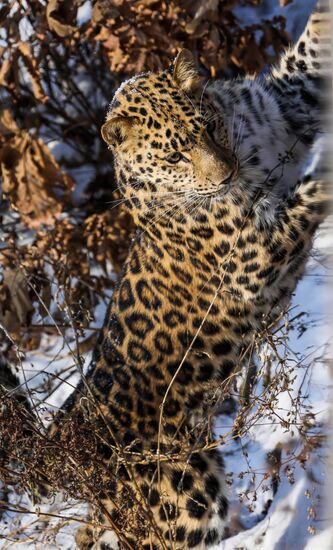 Far Eastern female leopard Rona at Primorye safari park
