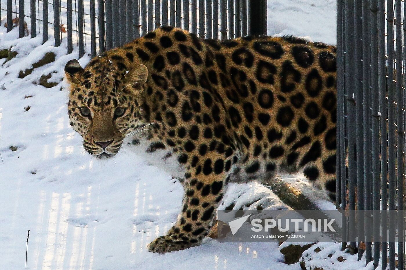 Far Eastern female leopard Rona at Primorye safari park