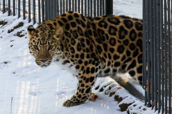Far Eastern female leopard Rona at Primorye safari park
