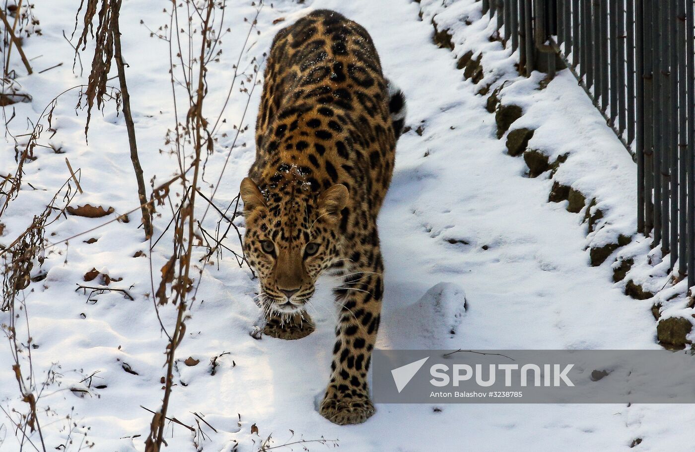 Far Eastern female leopard Rona at Primorye safari park