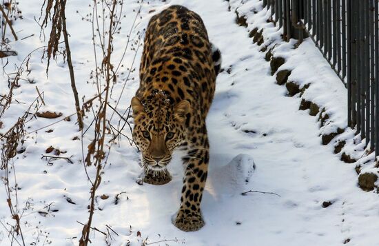 Far Eastern female leopard Rona at Primorye safari park