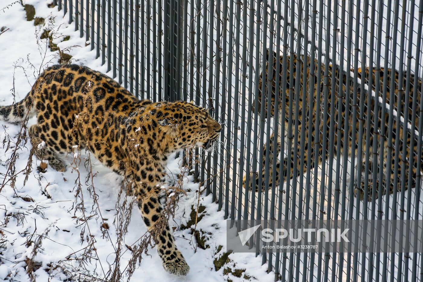Far Eastern female leopard Rona at Primorye safari park