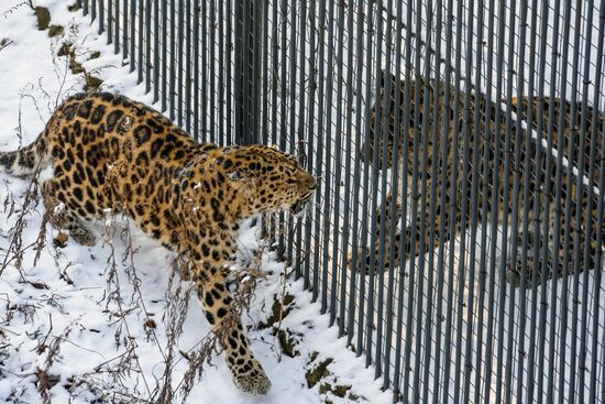 Far Eastern female leopard Rona at Primorye safari park