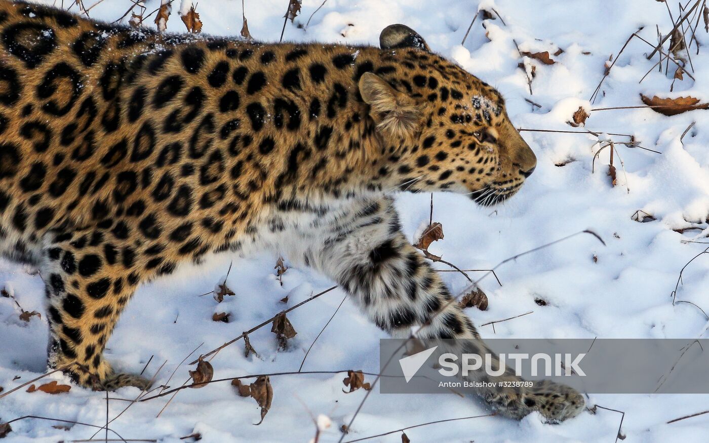Far Eastern female leopard Rona at Primorye safari park