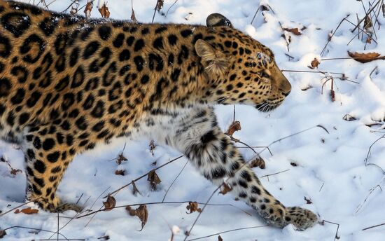 Far Eastern female leopard Rona at Primorye safari park