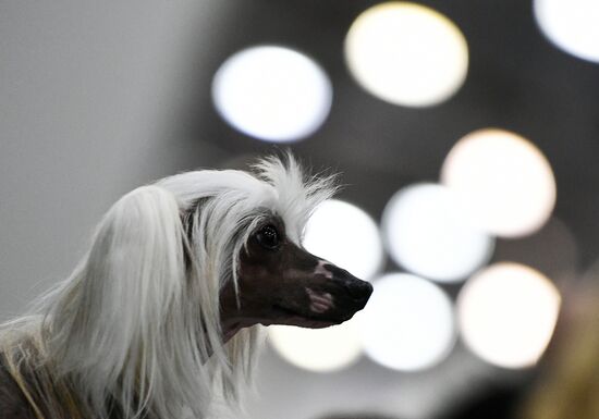 Russian 2017 international dog show