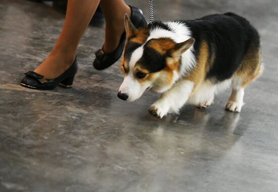 Russian 2017 international dog show