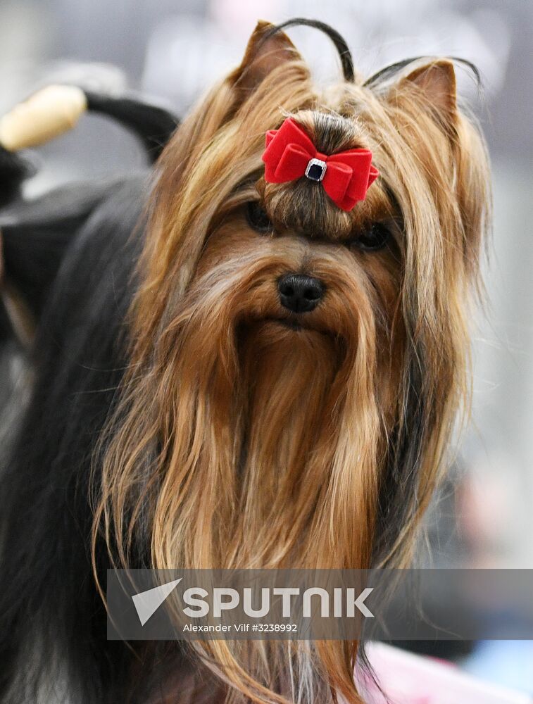 Russia 2017 international dog show