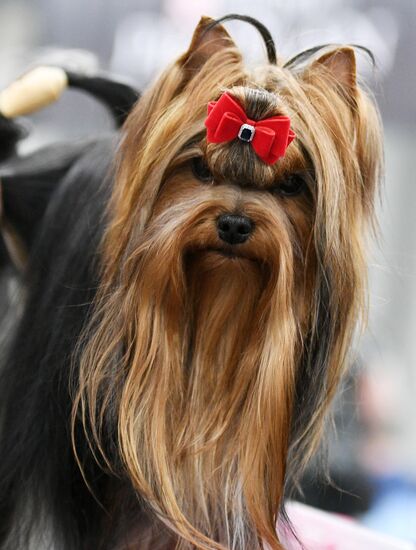Russia 2017 international dog show