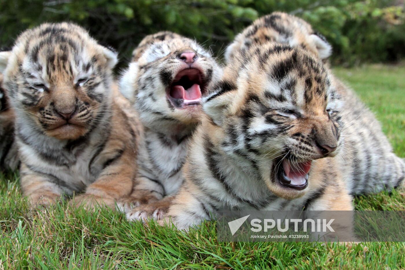 Six Siberian tigers cubs born at Taigan safri park