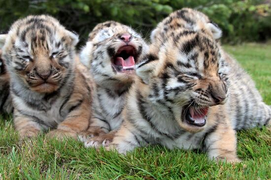 Six Siberian tigers cubs born at Taigan safri park