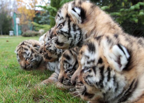 Six Siberian tigers cubs born at Taigan safri park